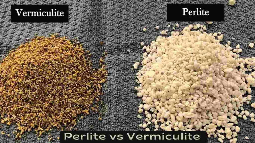 Perlite vs Vermiculite 